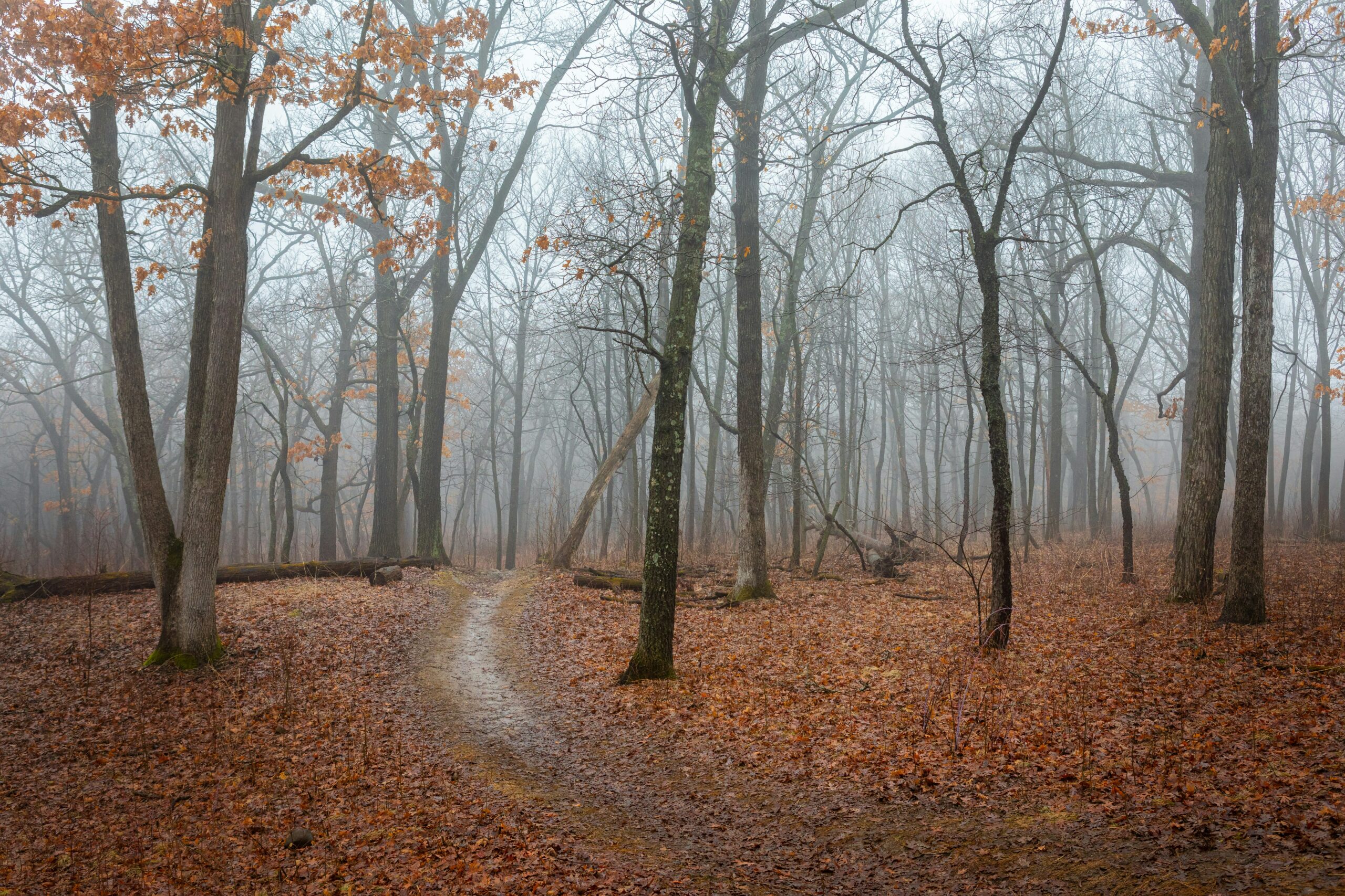 Foggy forest path symbolizing therapist growth and the integrative therapy approach that supports whole-person healing.