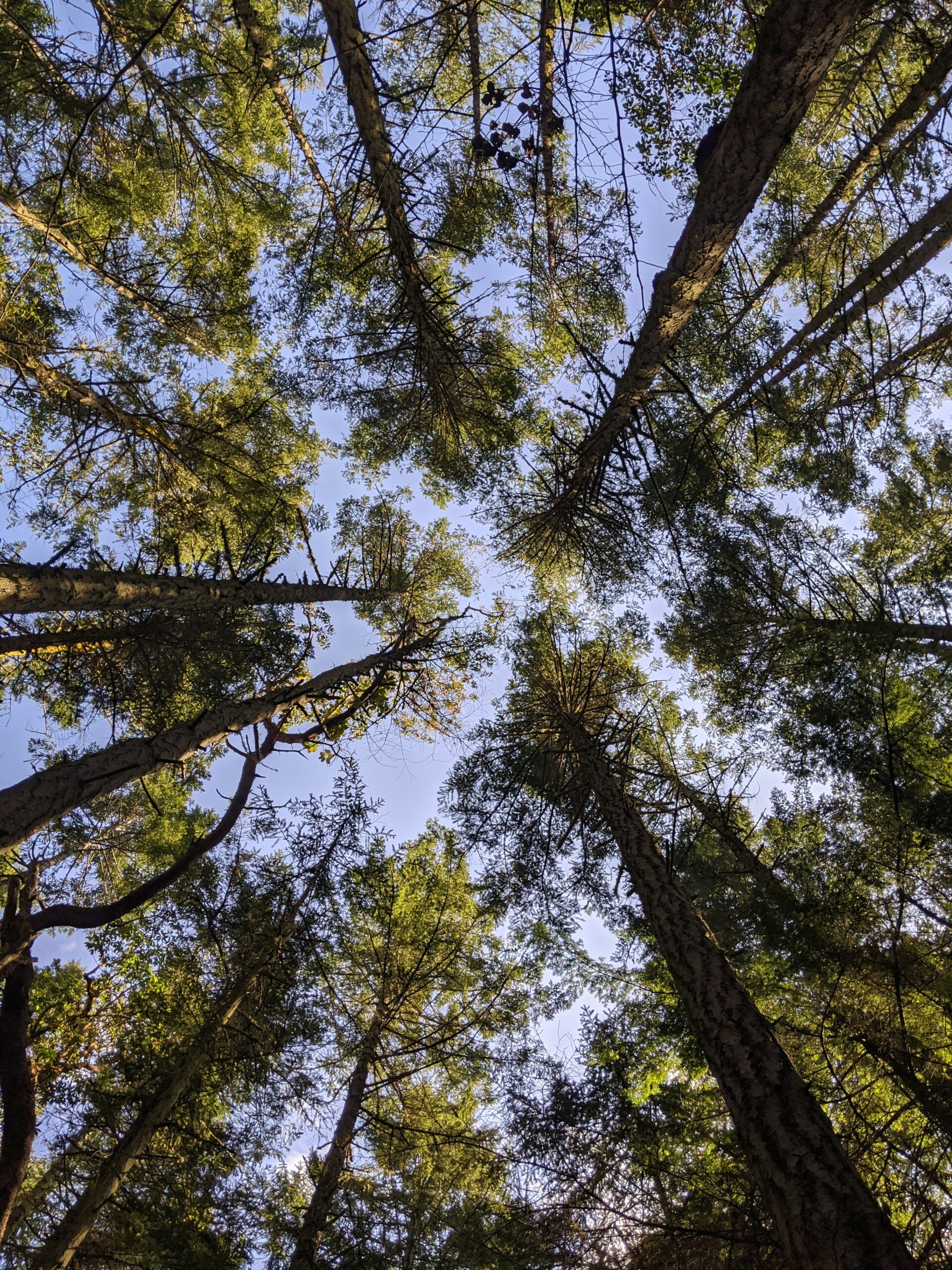 Looking up at trees representing organizational consulting rooted in integrative mental health and whole-person healing.