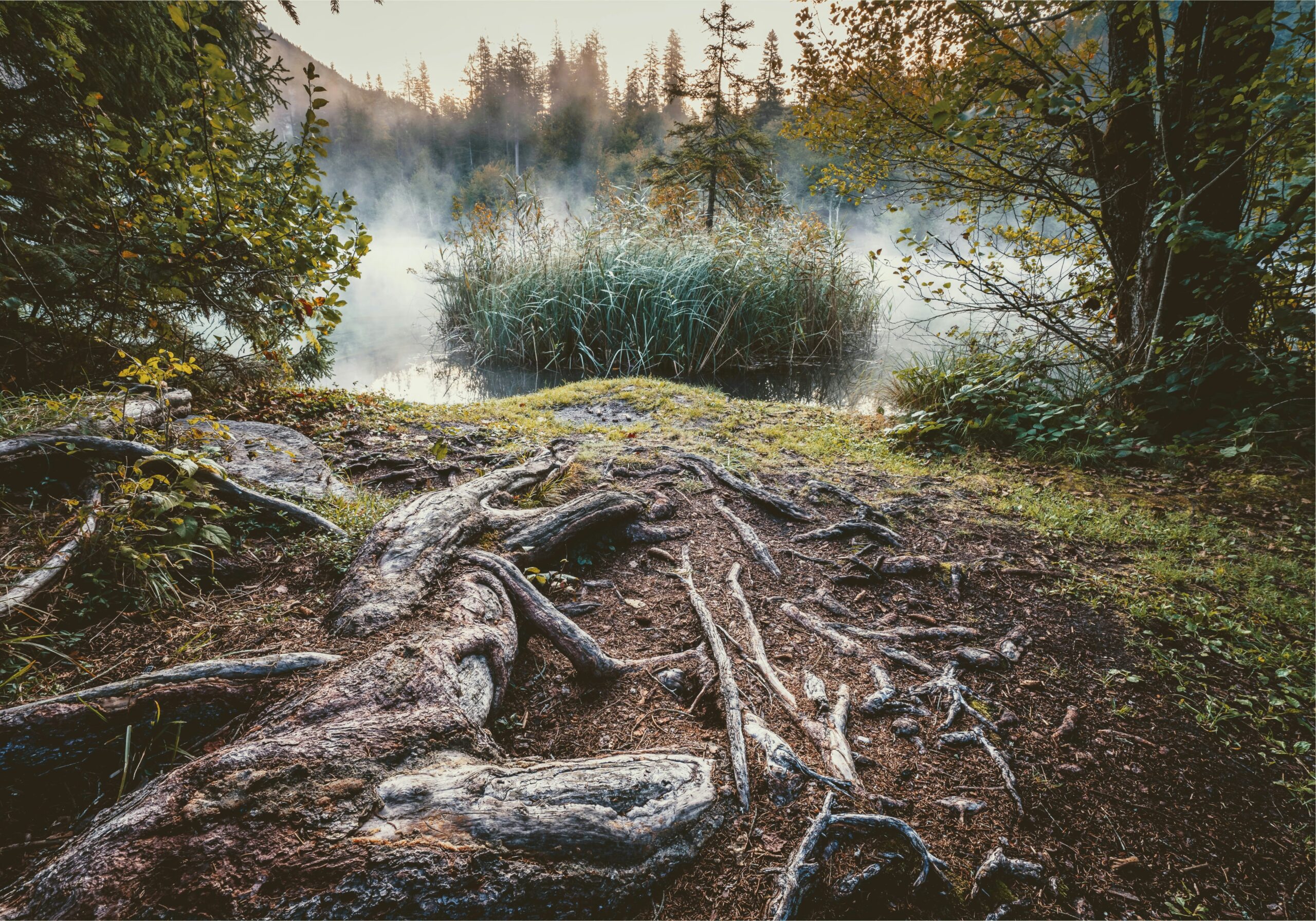 Tree roots beside water representing integrative mental health and the integrative therapy approach for nervous system and mind-body regulation.