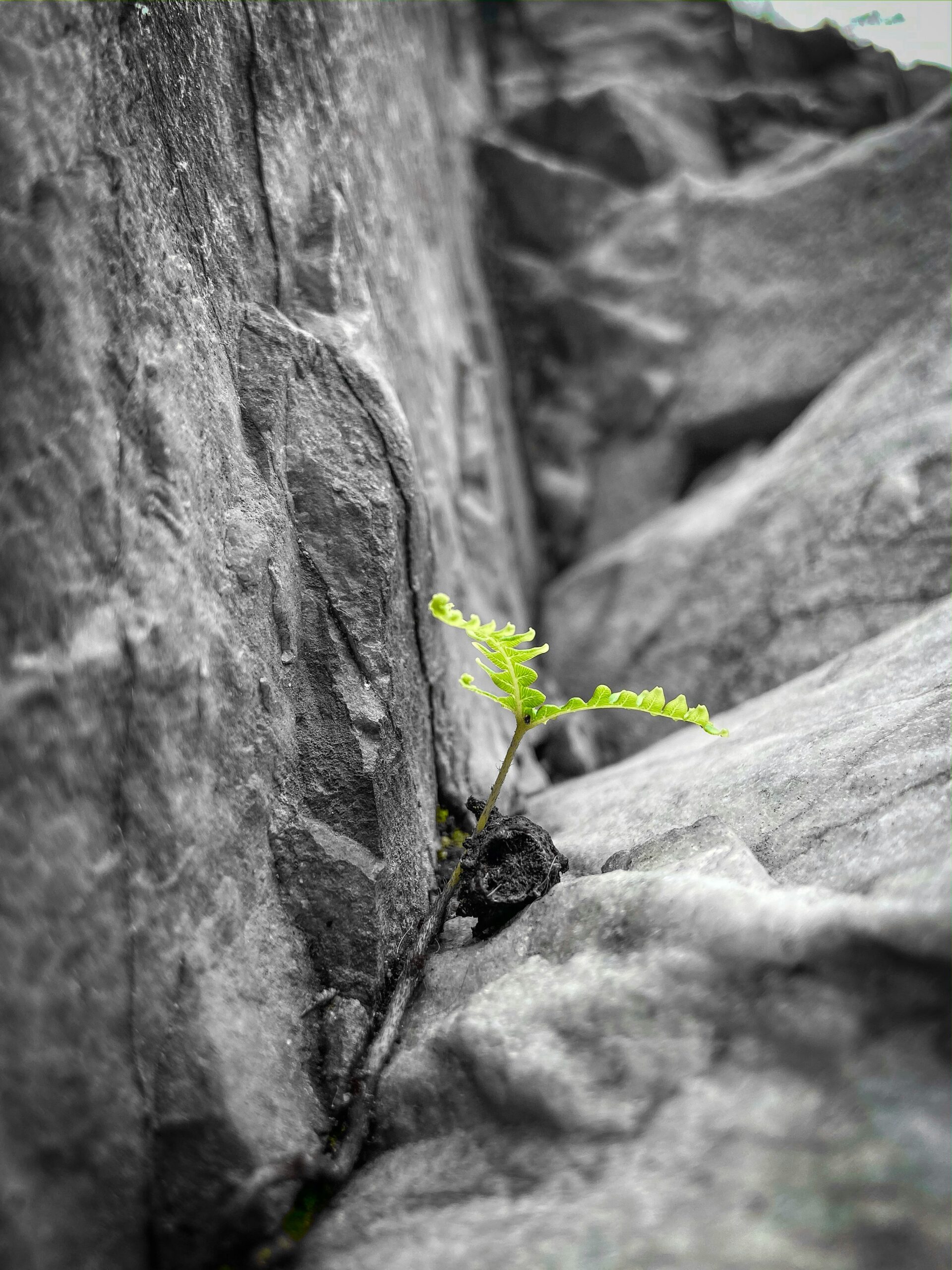 Green plant growing through rock symbolizing the integrative therapy approach to chronic illness, emotional healing, and whole-person healing.