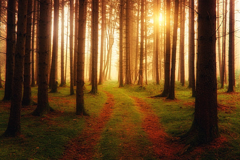 Forest path with golden light shining through trees, symbolizing healing, growth, and clarity — Lumara Integrative Health. Integrative therapy services.