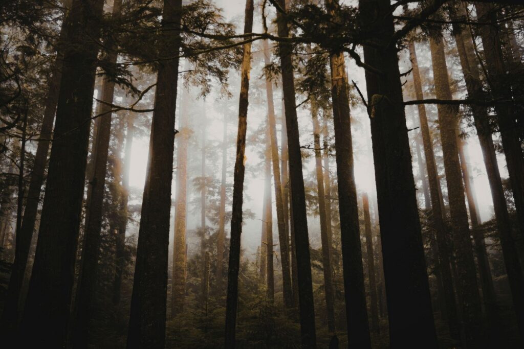 Trauma therapy Chicago. Sunlight streaming through tall forest trees onto a mossy woodland floor.